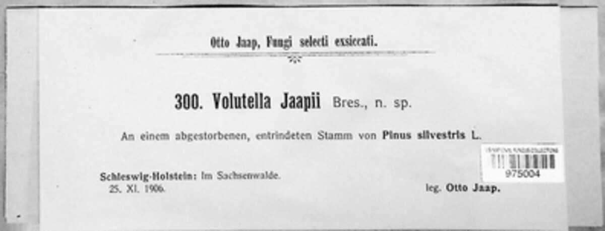 Volutella jaapii image